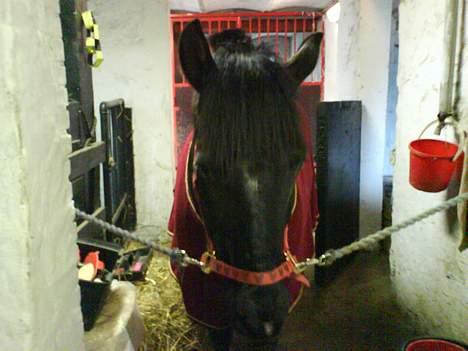 New Forest Olympic Concorde - må jeg få min mad nu? billede 6