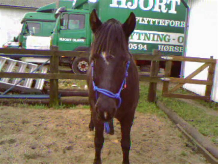 New Forest Olympic Concorde - se her... ligner han bare ikke en lille føllepølle :) billede 7