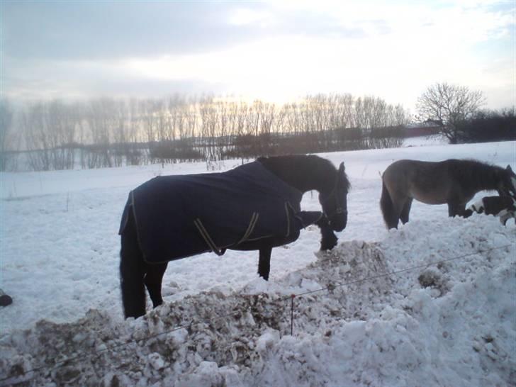 Frieser Douwe Van De Wedze - Grave grave :P billede 13