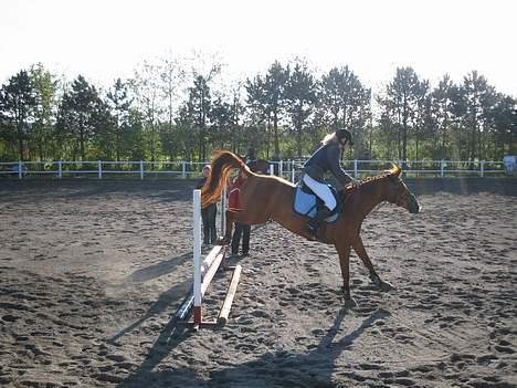 Anden særlig race La Rouge *Solgt* - opvarmnings banen til stevnstrup stævnet billede 7