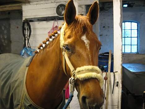 Anden særlig race La Rouge *Solgt* - Inden stevnstrup stevnet.. kl 6 billede 8