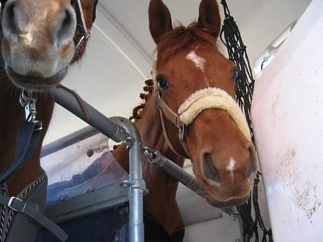 Anden særlig race La Rouge *Solgt* - La Rouges og Scottie i traileren.. billede 9