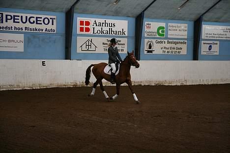 Anden særlig race La Rouge *Solgt* - stævne ssrk dressur LC1 billede 10
