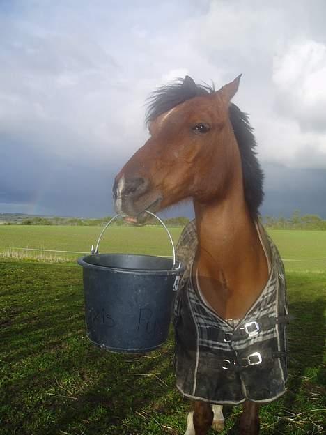 DSP | Leonardo billede 1