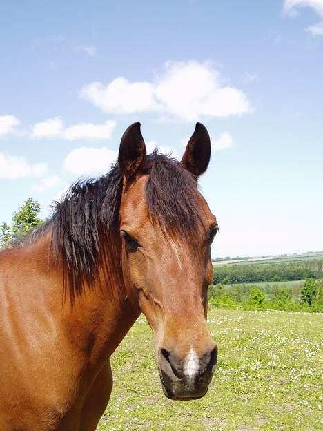 DSP | Leonardo billede 2