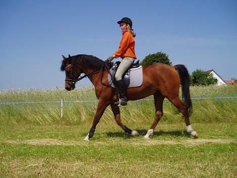 DSP | Leonardo billede 3