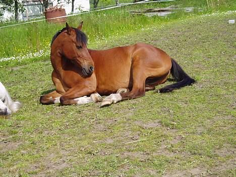 DSP | Leonardo billede 4