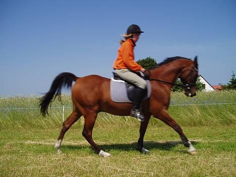 DSP | Leonardo billede 5