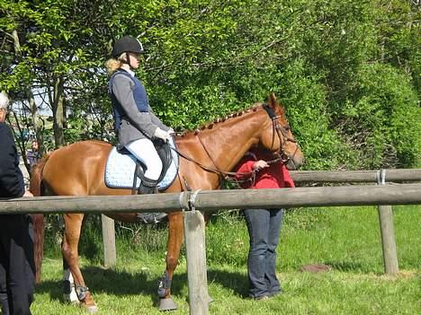 Anden særlig race La Rouge *Solgt* - stevnstrup stævnet lige inden vi skulle på Banen :D billede 11