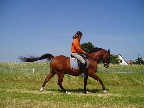 DSP | Leonardo billede 7