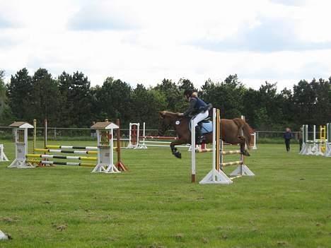 Anden særlig race Scottie - stevnstrup stævnet på miin pige Foto: sarah Højholt billede 8