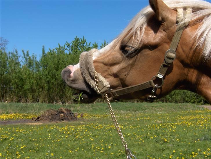 Palomino Golden Casanova - Golden Casanova. Uhm her dufter godt:)<33 billede 5