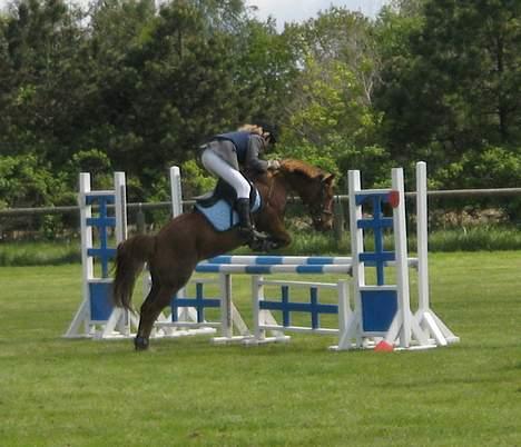 Anden særlig race Scottie - Pot over et spring Foto: Sarah Højholt billede 10