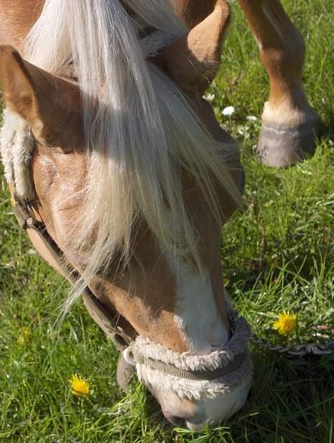 Palomino Golden Casanova - Golden Casanova´s Smukke Hoved :)<33 billede 6