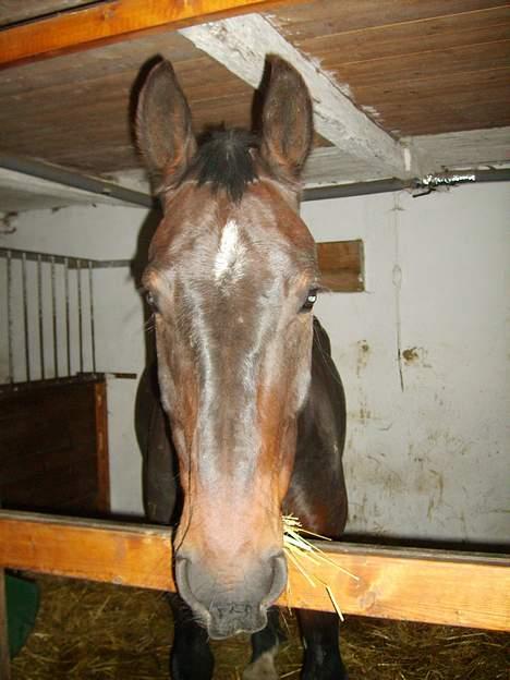 Oldenborg Sabroes Figaro *Solgt* billede 6