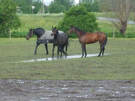 Oldenborg Sabroes Figaro *Solgt* billede 7