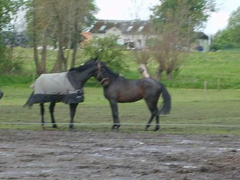 Oldenborg Sabroes Figaro *Solgt* billede 8