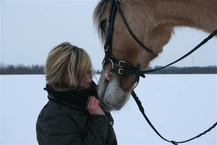 Fjordhest Thilde <3 Solgt :'( - Min sidste dag med Thilde :´( Miss you ! Taget af Patrick Felletoft billede 1