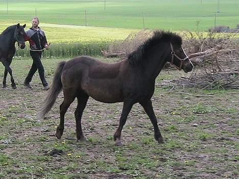 Welsh Pony af Cob-type (sec C) Kivi (SOLGT)  - Kivi er lidt tændt på folden, da der er kommet en ny pony. billede 7