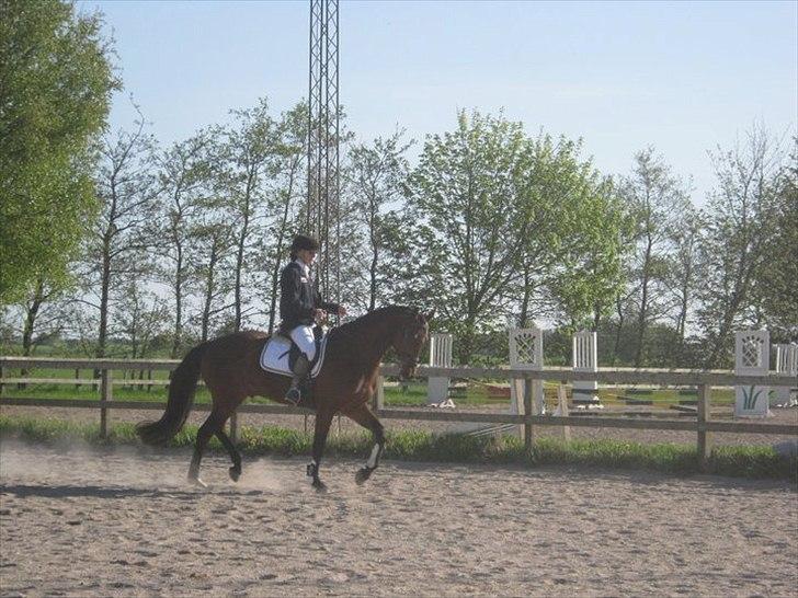 Dansk Varmblod Lindegårds No Mercy - Lindegårds No Mercy - 1. stævne LC2 /52,7 %- kiggede meget og havde ikke energi til hele programmet. ellers ritig fin! billede 1