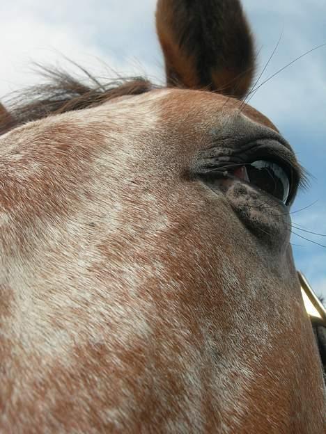 Knabstrupper Arabells Lamborghini billede 16