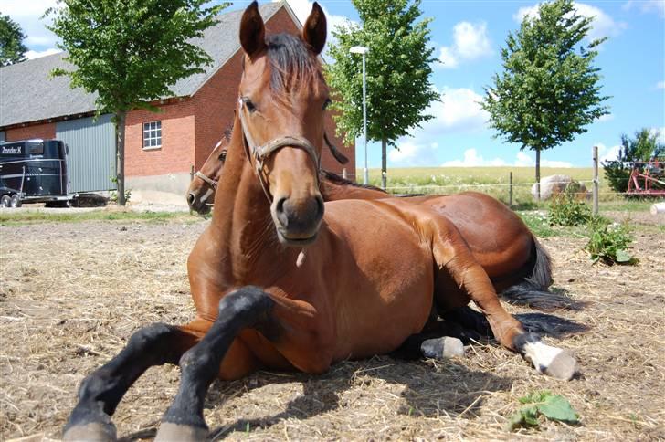 Dansk Varmblod Lindegårds No Mercy - *NYT* taget af Anna Hoe <33 5 maj 08. BILLEDE NUMMER 3. billede 3