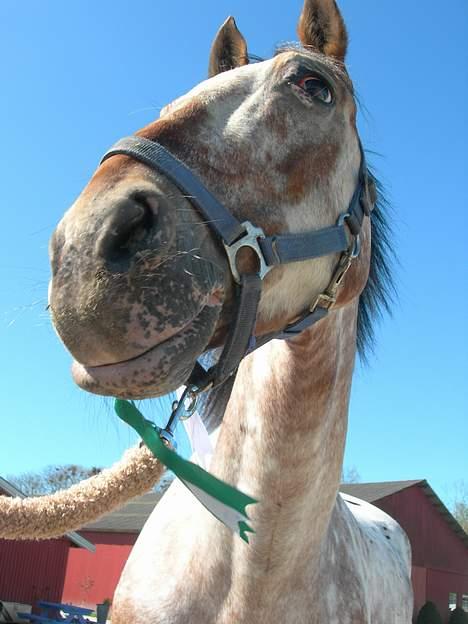 Knabstrupper Arabells Lamborghini billede 17