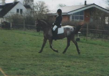 Knabstrupper Arabells Lamborghini billede 18