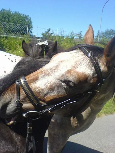 Knabstrupper Arabells Lamborghini billede 19