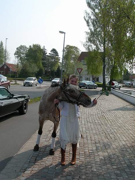 Knabstrupper Arabells Lamborghini billede 20