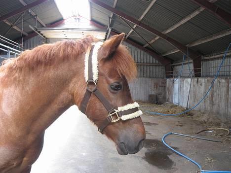 New Forest Prins, solgt - Prins i Profil;) Han er smuk! billede 1