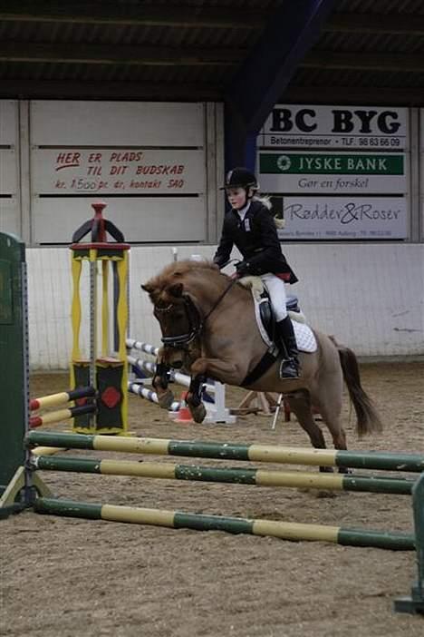 New Forest Prins, solgt - LC. billede 3