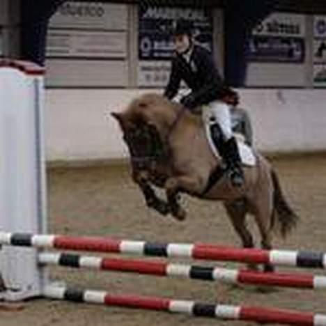 New Forest Prins, solgt - Hop! billede 4