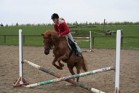 New Forest Prins, solgt - Over et lille kryds. billede 6