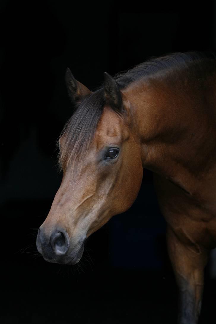 Anden særlig race Skipper † 15-11-07† 2 år - Skipper <3. du er savnet <3.. billede 1