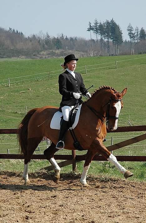 Hannoveraner Baronen *himmelhest* billede 7