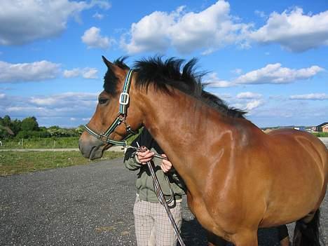 New Forest Toftegårdens Monique <3 - På Hedensted ridecenter billede 3