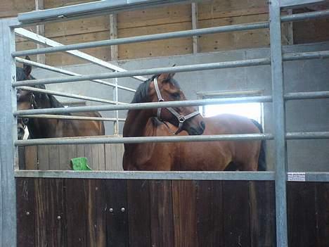 Anden særlig race starappeal billede 2