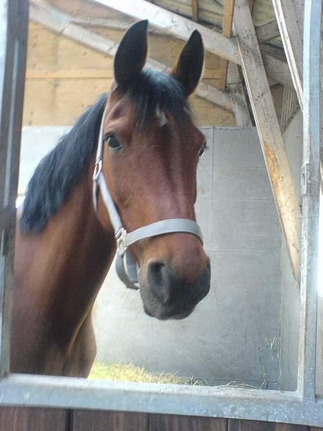 Anden særlig race starappeal billede 3