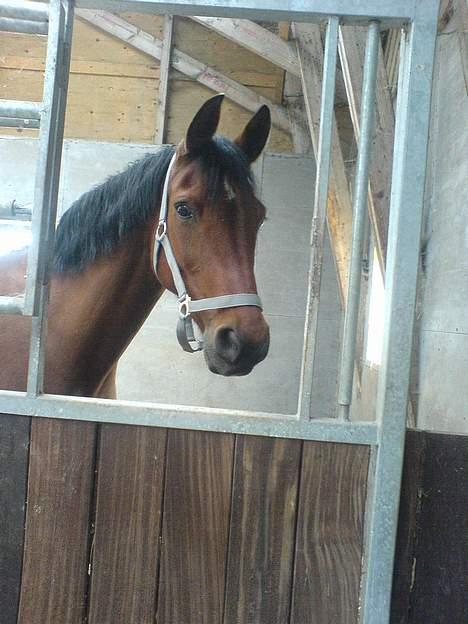 Anden særlig race starappeal billede 4