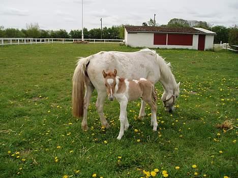 Anden særlig race Snehvide - første gang han skulle på fold kikker han lige på os billede 8