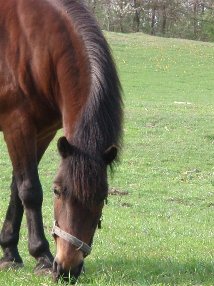 Anden særlig race Polly ¤Supermule¤ RIP - Velkommen til Pollys profil  billede 1