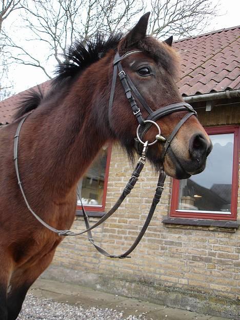 Anden særlig race Polly ¤Supermule¤ RIP - vinteren 06/07 billede 2