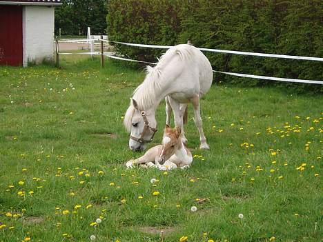 Anden særlig race Snehvide - simba tager sig en lur er det ikke bare sødt billede 11