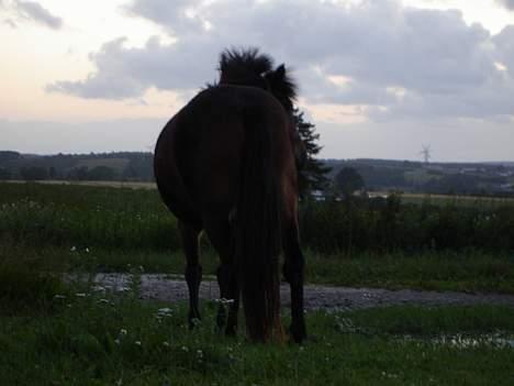 Anden særlig race Polly ¤Supermule¤ RIP - sensommeren 06 billede 3