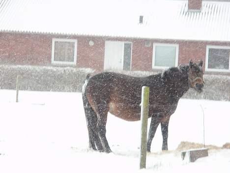 Anden særlig race Polly ¤Supermule¤ RIP - vinteren 06/07 billede 5