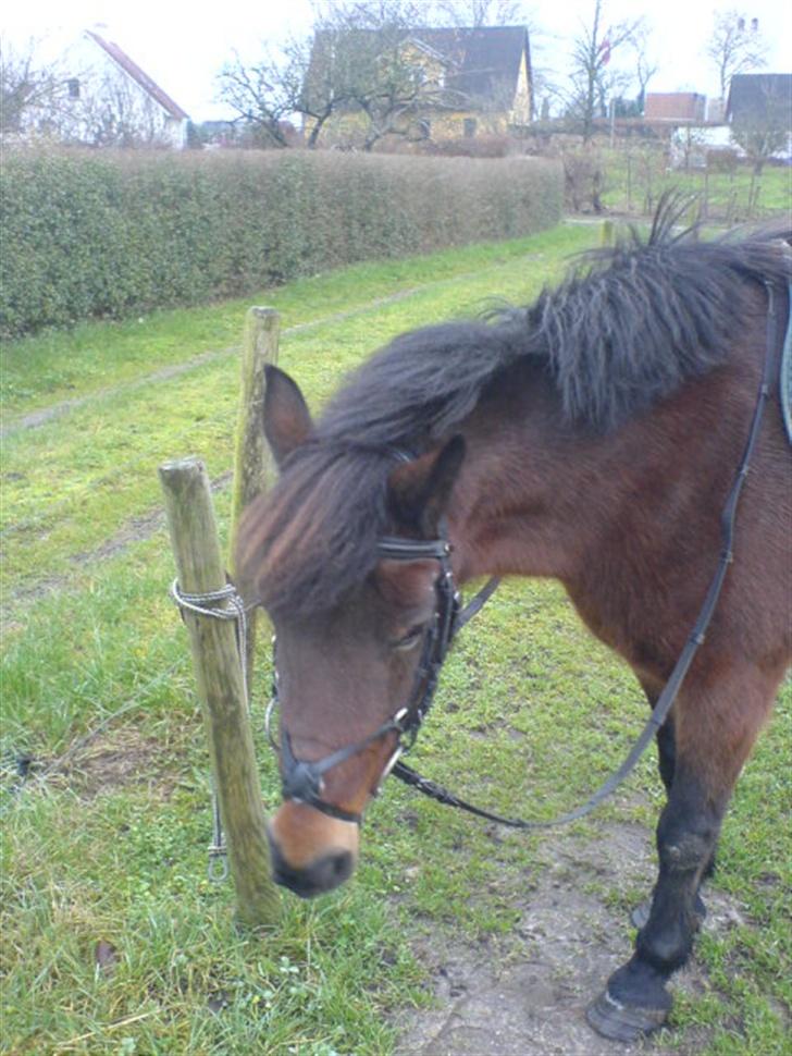 Anden særlig race Polly ¤Supermule¤ RIP - foråret 07 billede 6