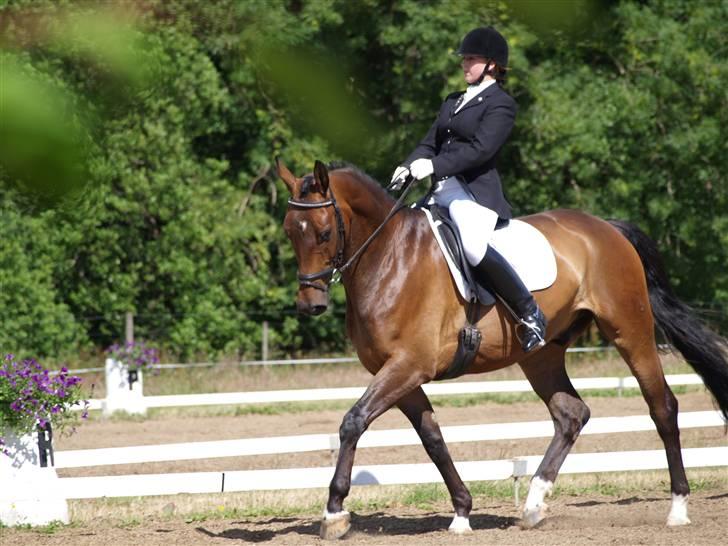 Dansk Varmblod Roché billede 1