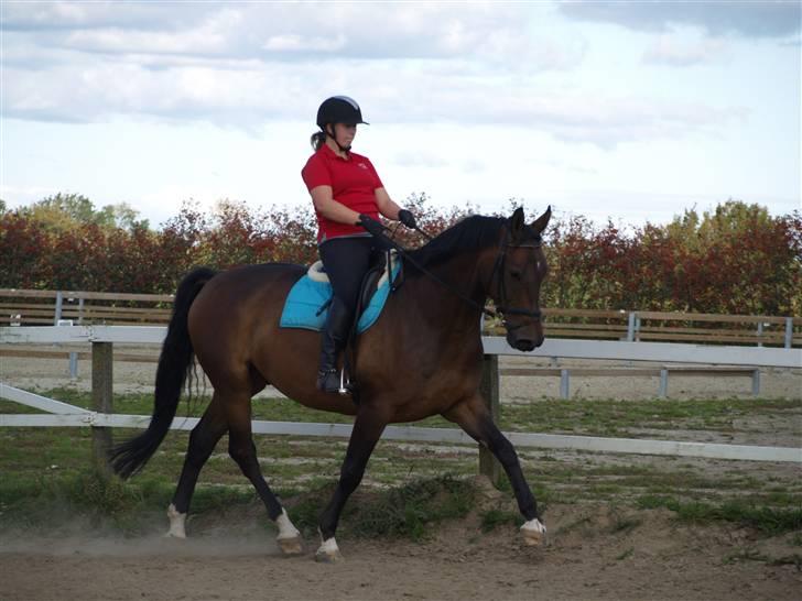 Dansk Varmblod Roché billede 3