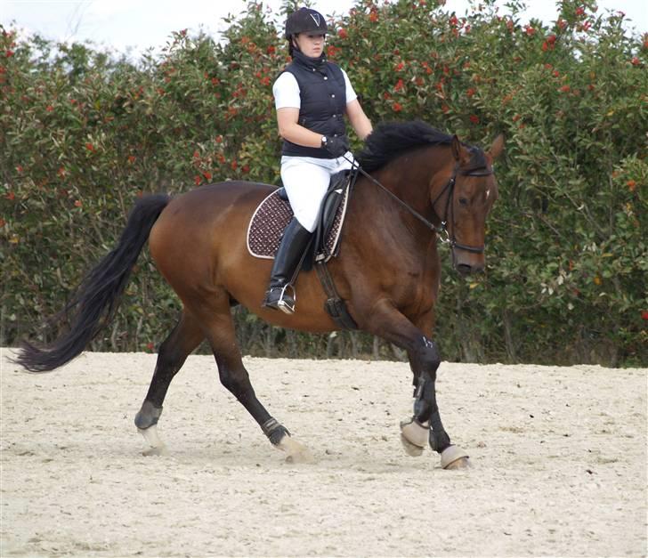 Dansk Varmblod Roché billede 4